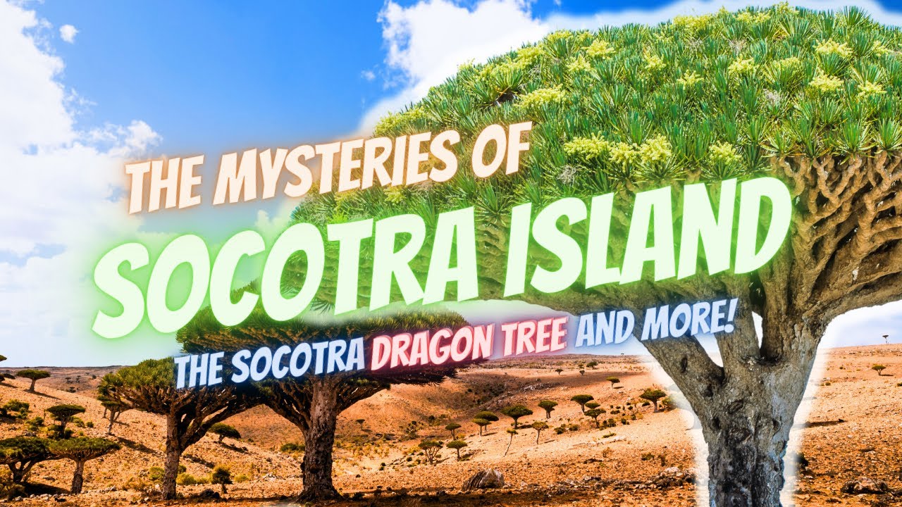The Mysteries of Socotra Island: The Socotra Dragon Tree and More!