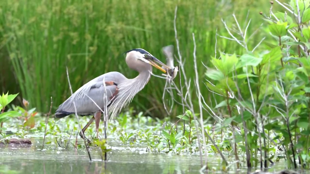 Great blue heron hunting