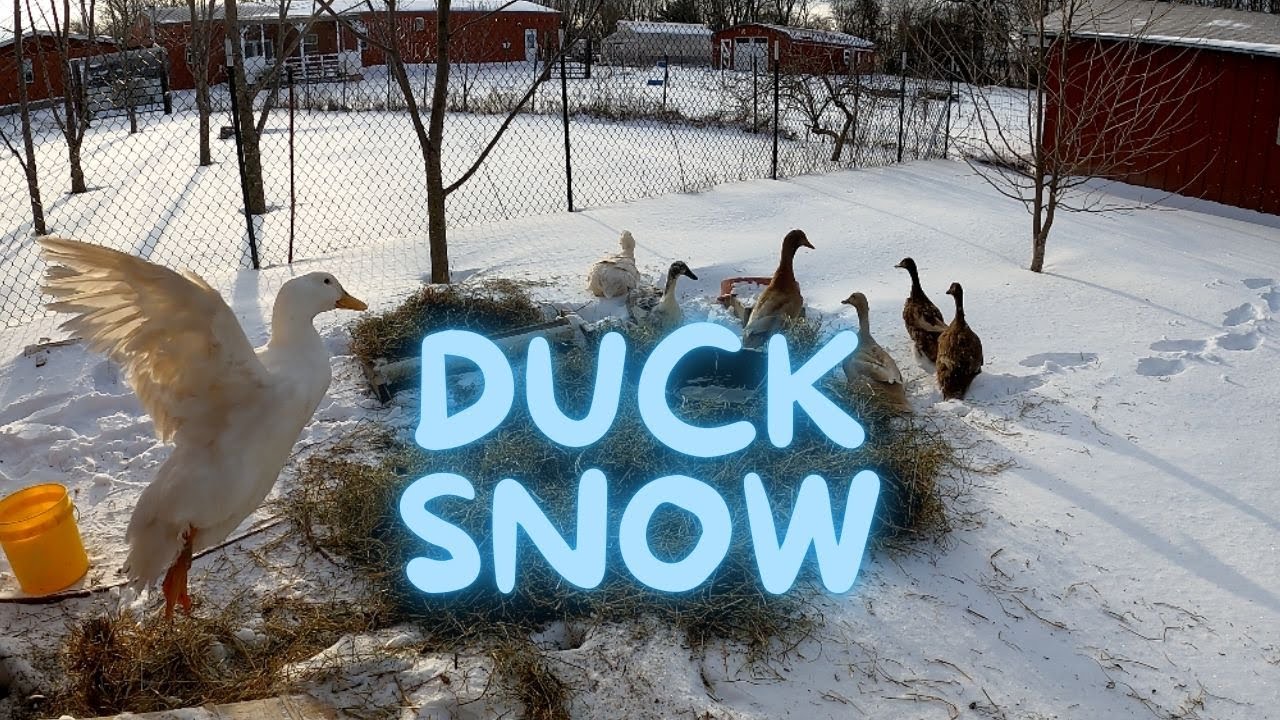 Do Ducks and Chickens like Snow?