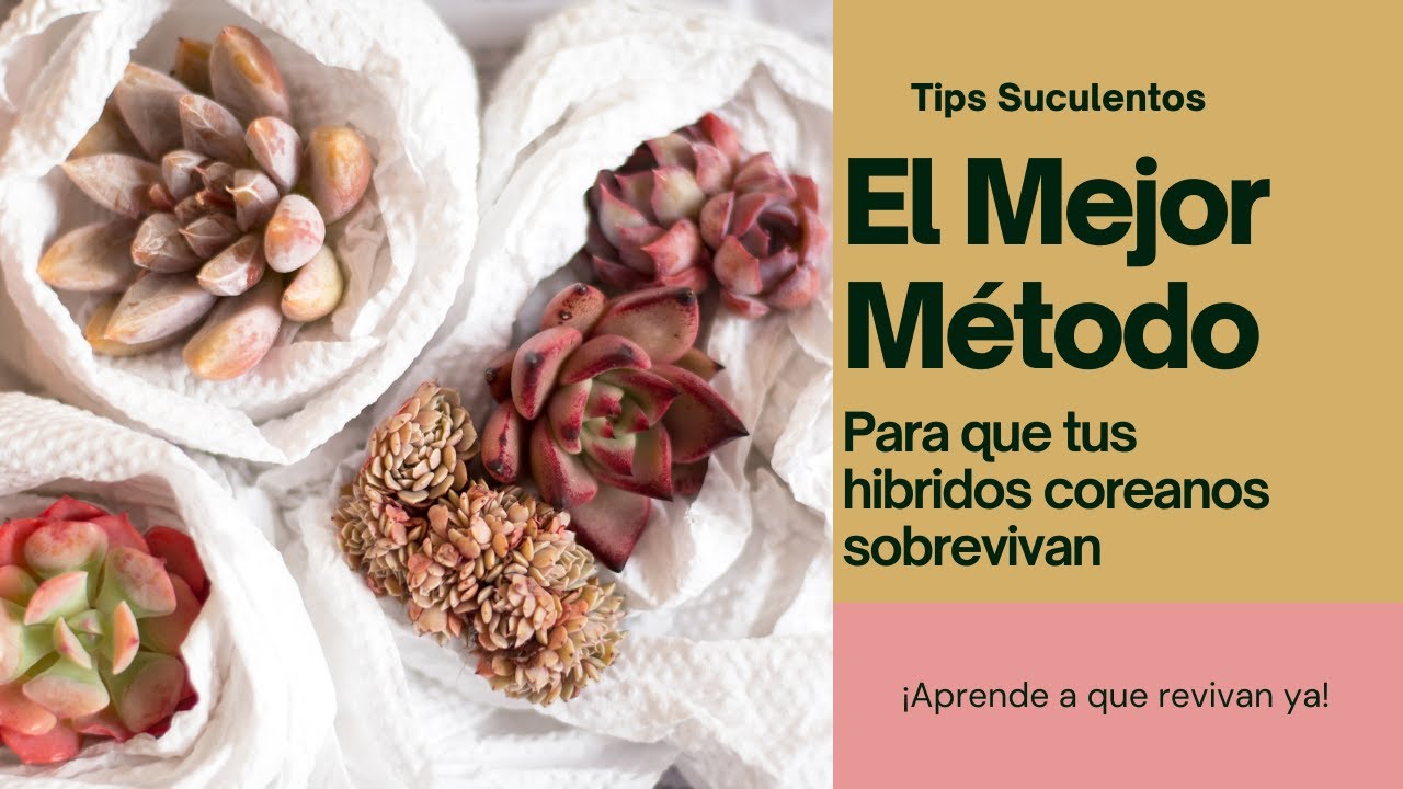 Mi método para enraizar cualquier suculenta