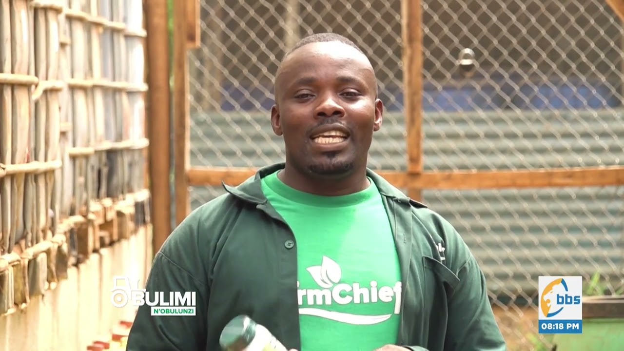 Biibino ebigimusa ebiva mu musulo gw'obumyu, gukola nnyo #ObulimiNobulunzi