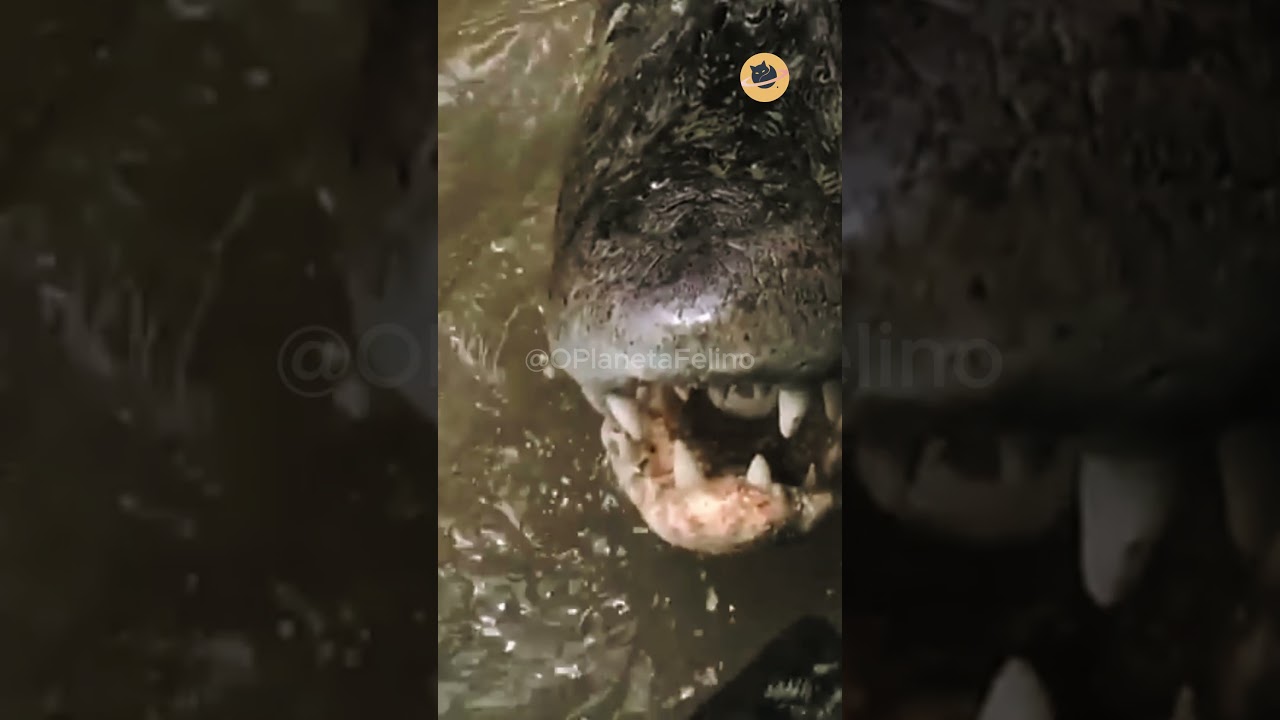 RICHARD RASMUSSEN ENCAROU UM CROCODILO AMERICANO! #crocodilos #curiosidades #richardrasmussen