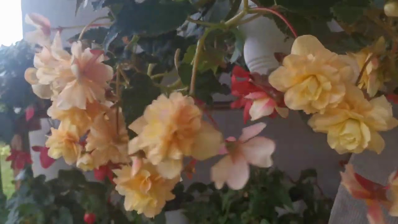 Бегония Иллюминейшн