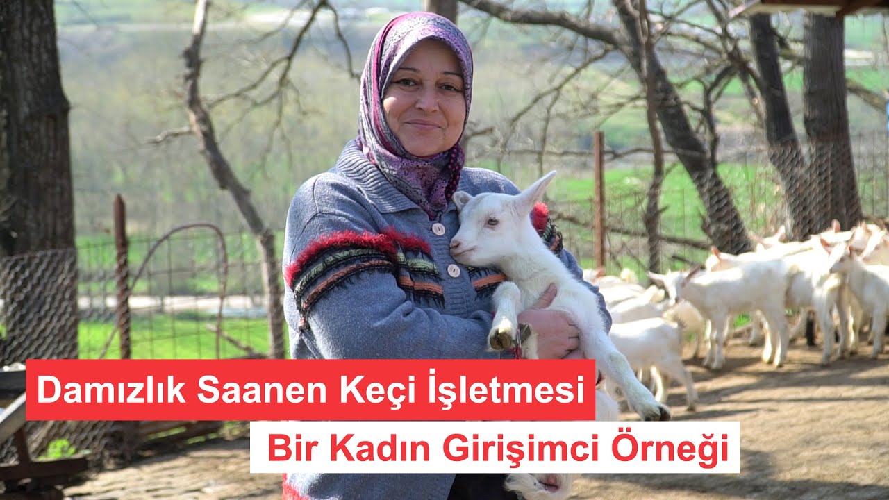 Damızlık Saanen Keçi İşletmesi | Bir Kadın Girişimci Örneği