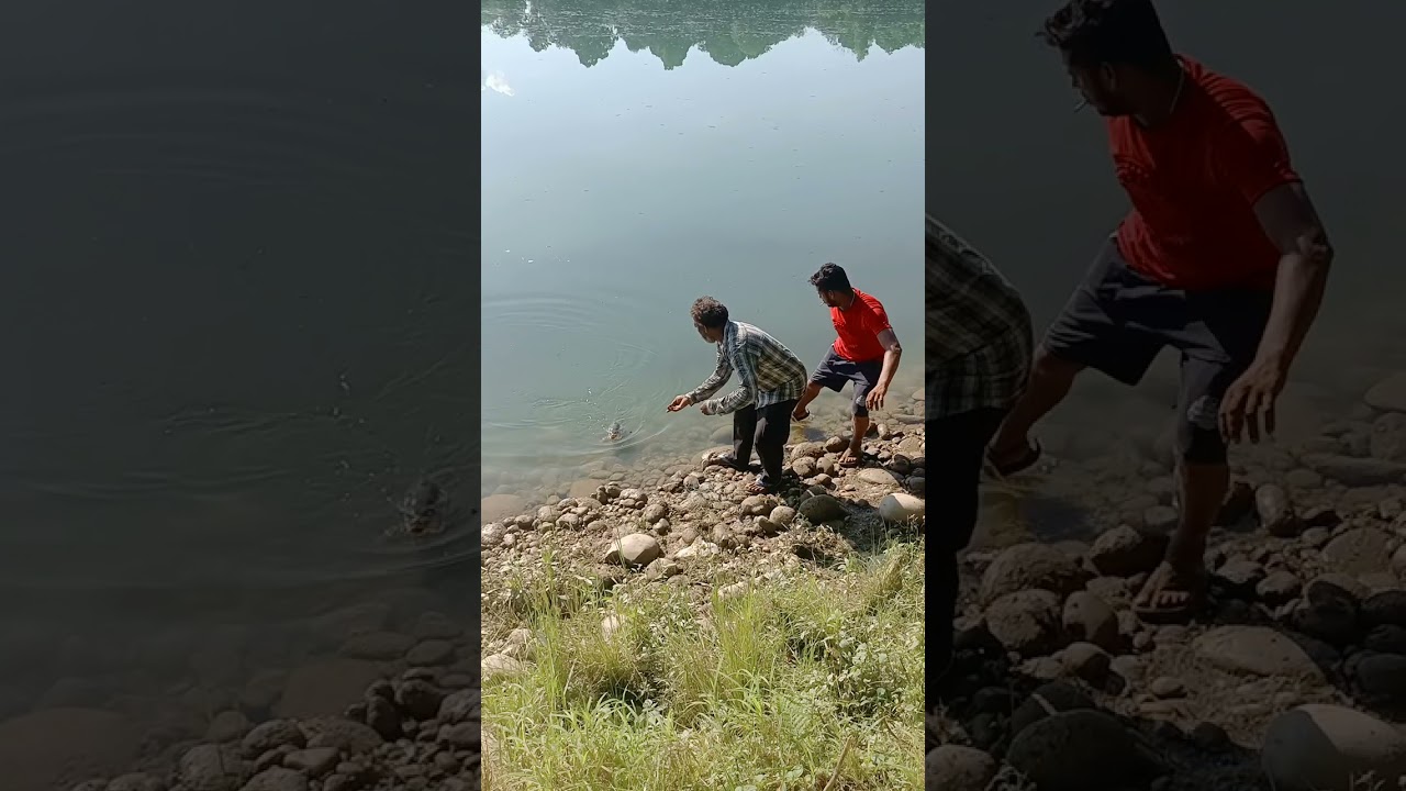 bhakra dam fish hunting golden carp fish 4kg