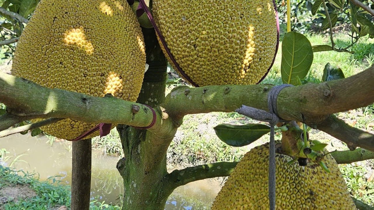 Vườn Mít Indo Ruột Đỏ Đang Quá Trình Thúc Nuôi Trái và Phun Sáng Gai 