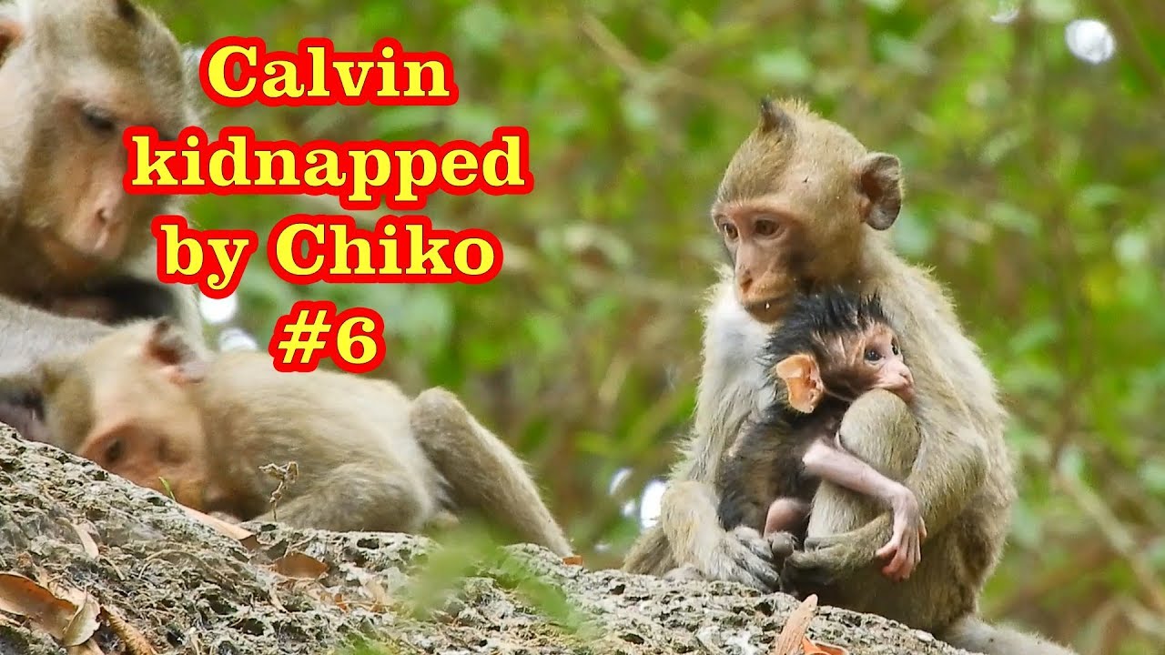 Calvin kidnapped by Chiko (part 6)