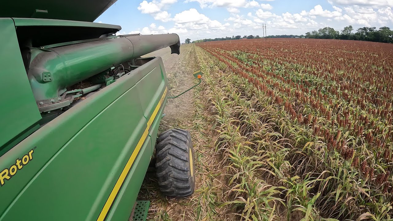 Harvesting Grain Sorghum