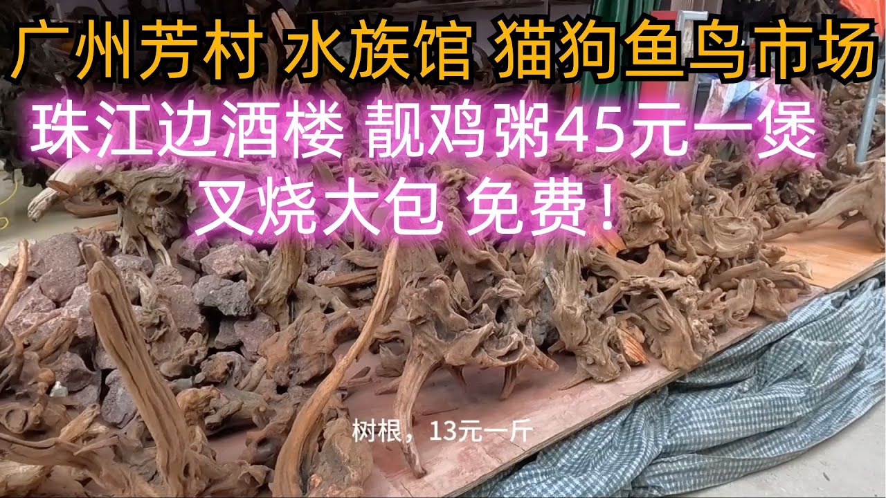 广州平民美食生活！最大的猫狗鱼鸟市场！水族馆！金鱼街！珠江边酒楼！环境超美！靓鸡粥45元一煲！超级美味！一定要试！叉烧大包居然免费！吃不完！Guangzhou’s largest pet market