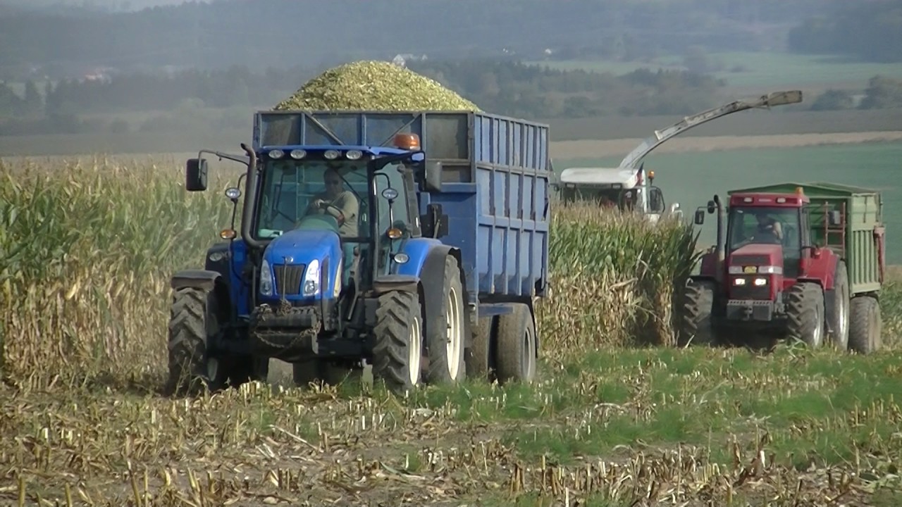 Claas Jaguar 830 Green Eye v Kukuřici