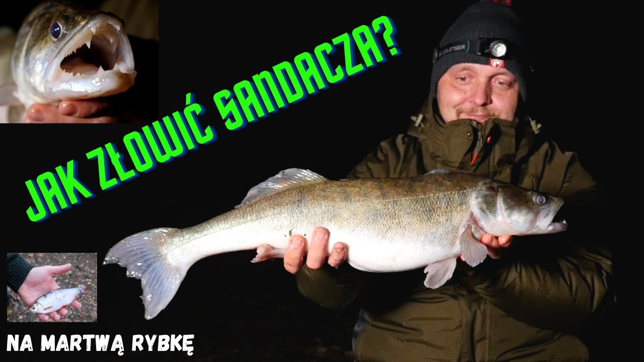 Sandacz na martwa rybkę z gruntu - JAK ZŁOWIĆ SANDACZA W NOCY?