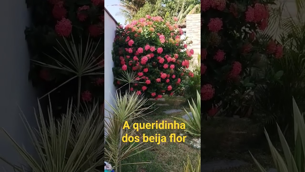 ixora linda . espetacular