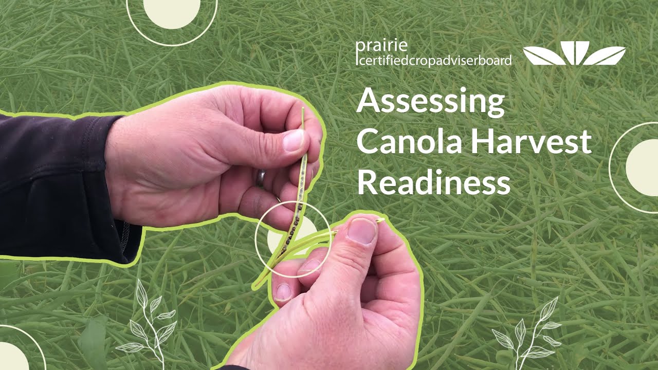 Kelly Boles CCA: Assessing Canola Harvest Readiness Near Three Hills, Alberta