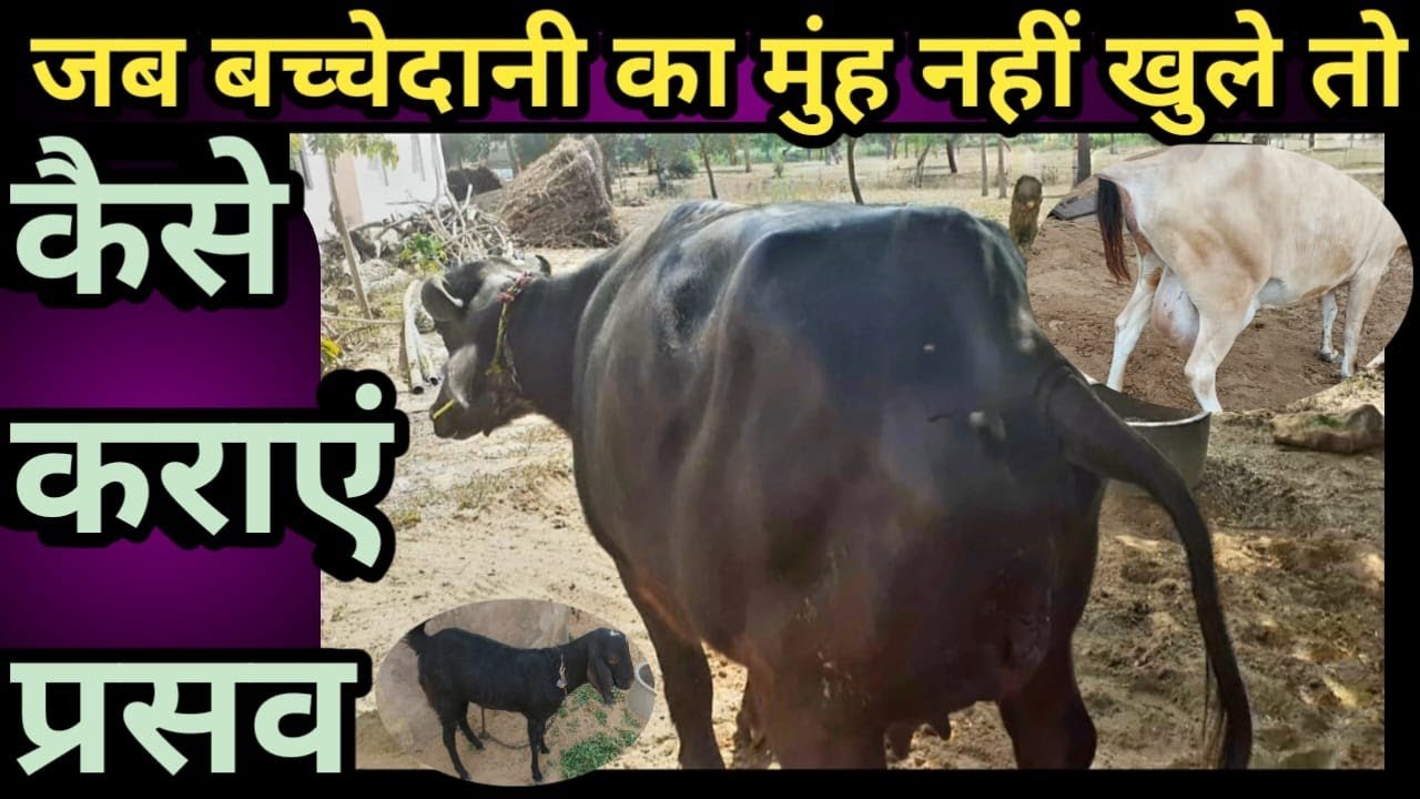जब बच्चेदानी का मुंह नहीं खुले तो कैसे कराएं प्रसव||Jab Bachedaani ka muh nai khule to kya kare