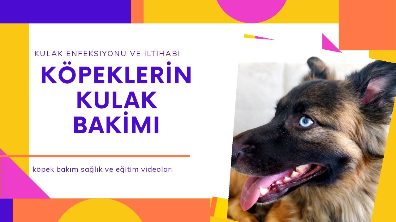 KÖPEKLERDE KULAK ENFEKSİYONU | Köpek Bakım Videoları |