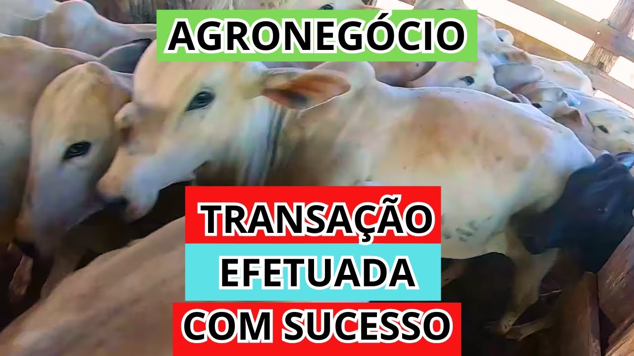 EMBARCAMOS 145 BOIS - PARTE FINAL