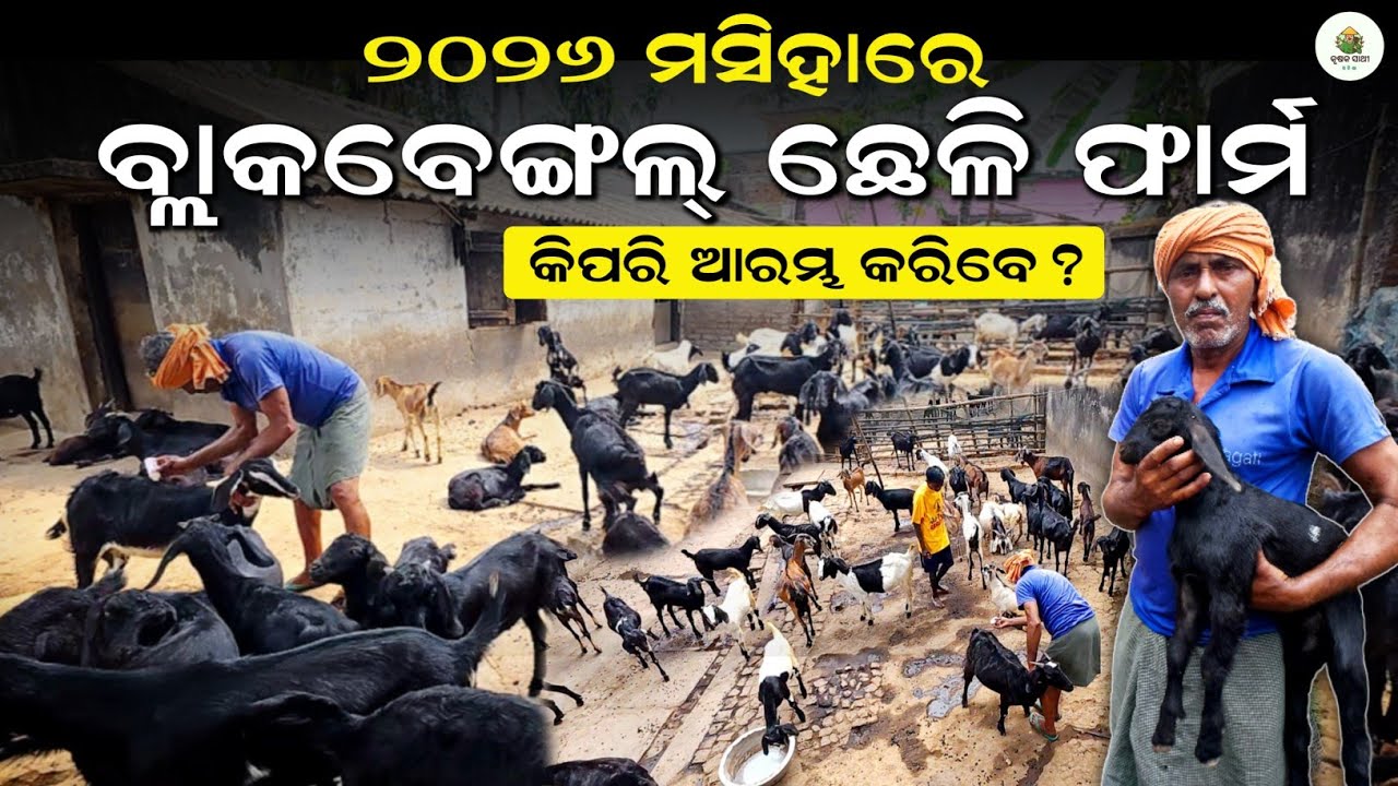 Start black Bengal goat Farming in 2026|🐐Chheli chasa odisha|Goat Farming new video|Krushak sathi 