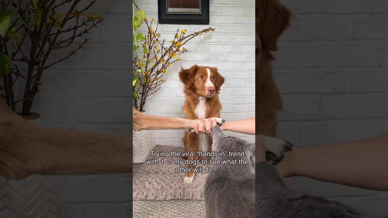 My dog finds the most EXTRA way to do this trend 🤣🙈 #doglover #toller h