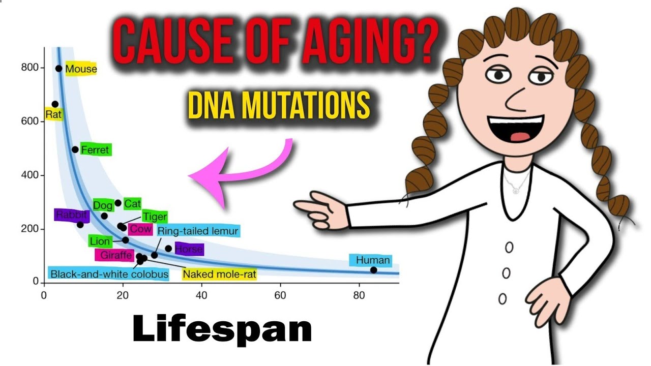 The mutation theory of aging.