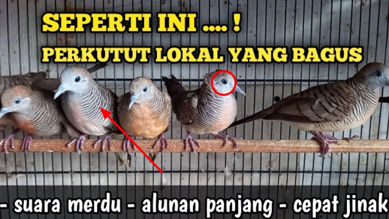 Cara memilih perkutut ombyokan yang bagus dan Cepat Jinak