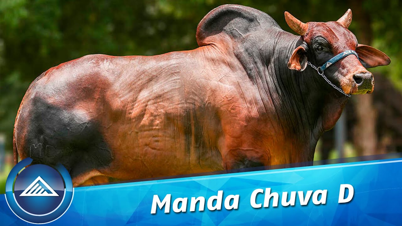 Manda Chuva D
