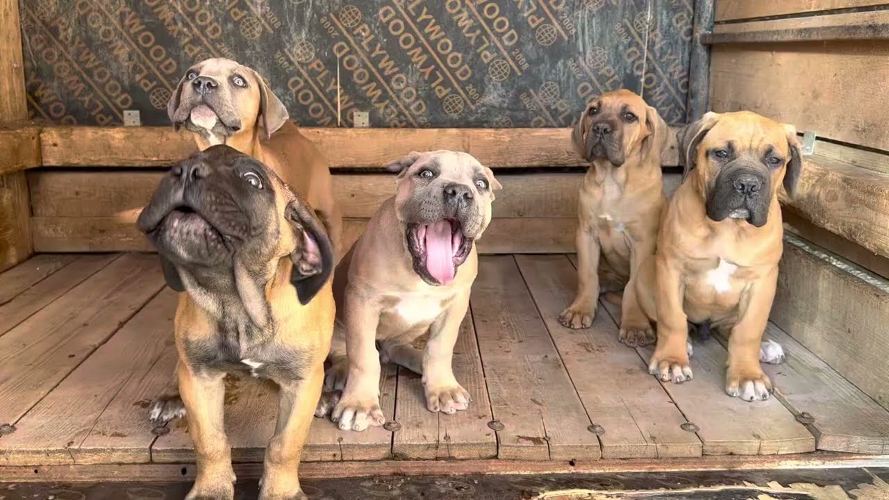 Cane Corso Puppies Barking #canecorso #puppies