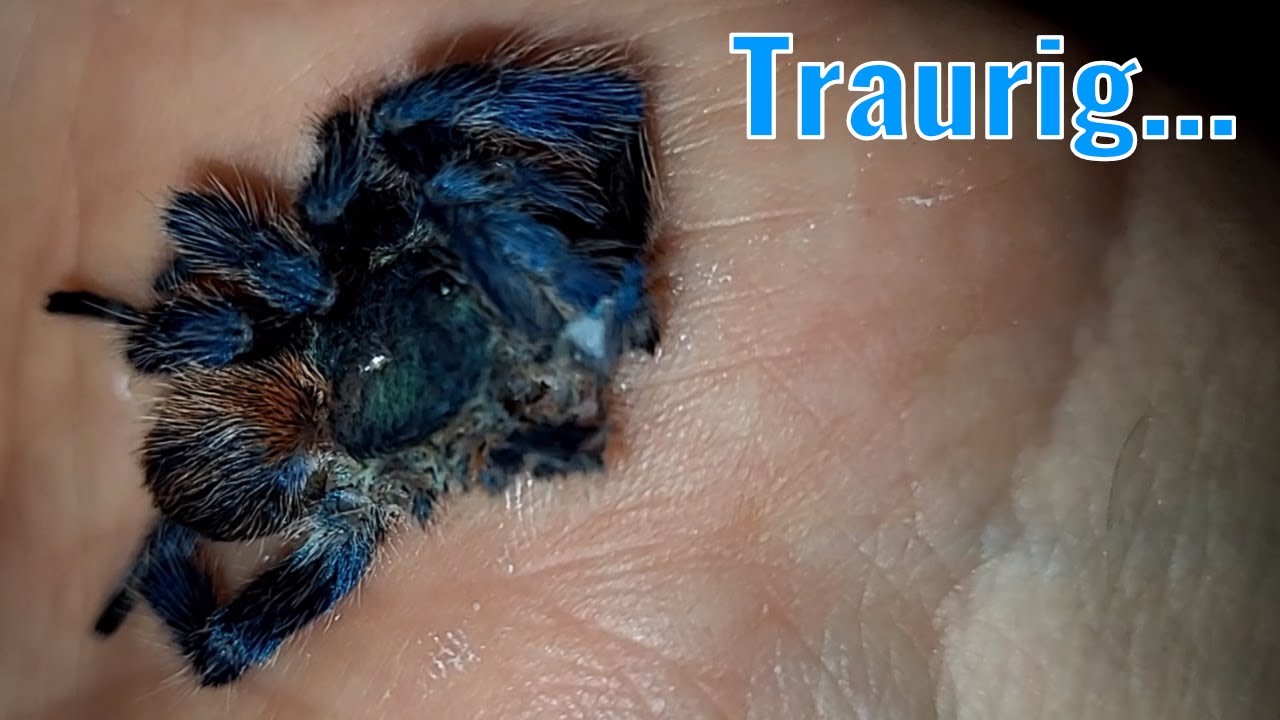 Was für eine TRAURIGE Woche... / Rundgang Ende Juli 2025