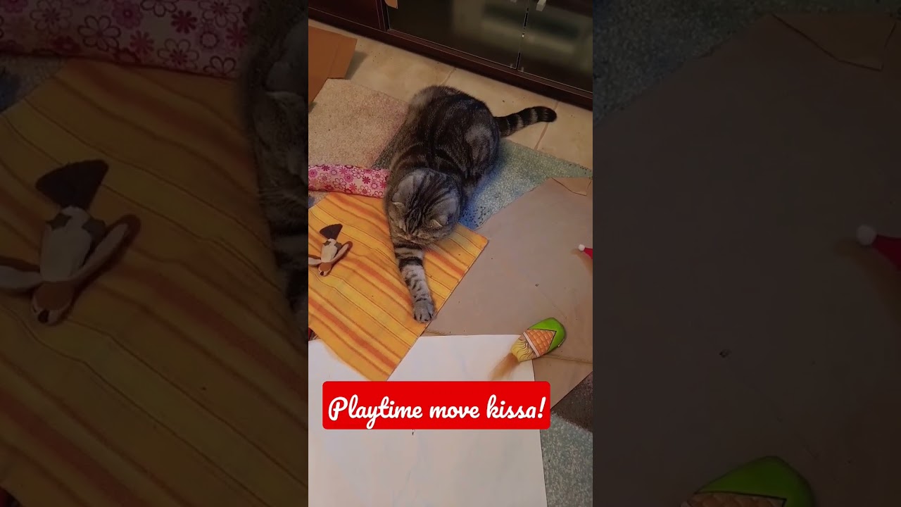 #funnycats