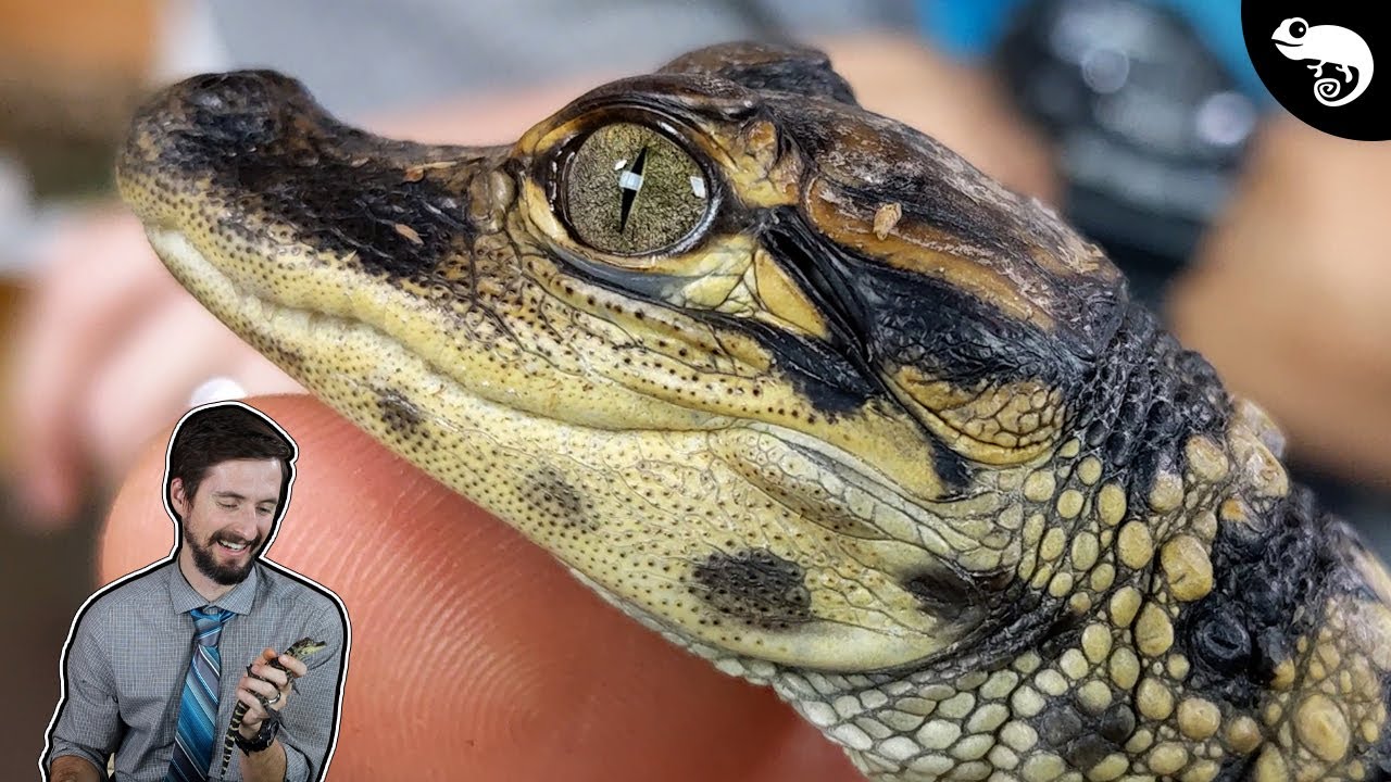 Native and Invasive Reptiles of South Florida