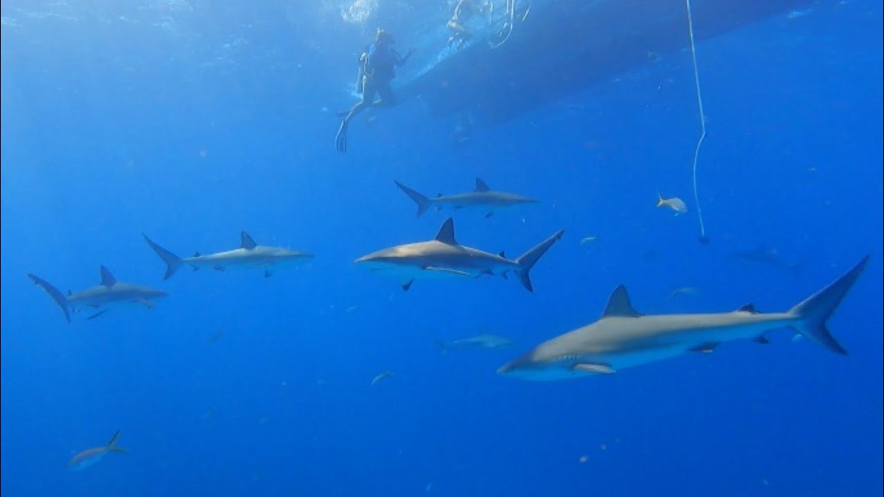 Scuba diving a remote reef off the coast of Andros Bahamas, and exploring some blue holes.