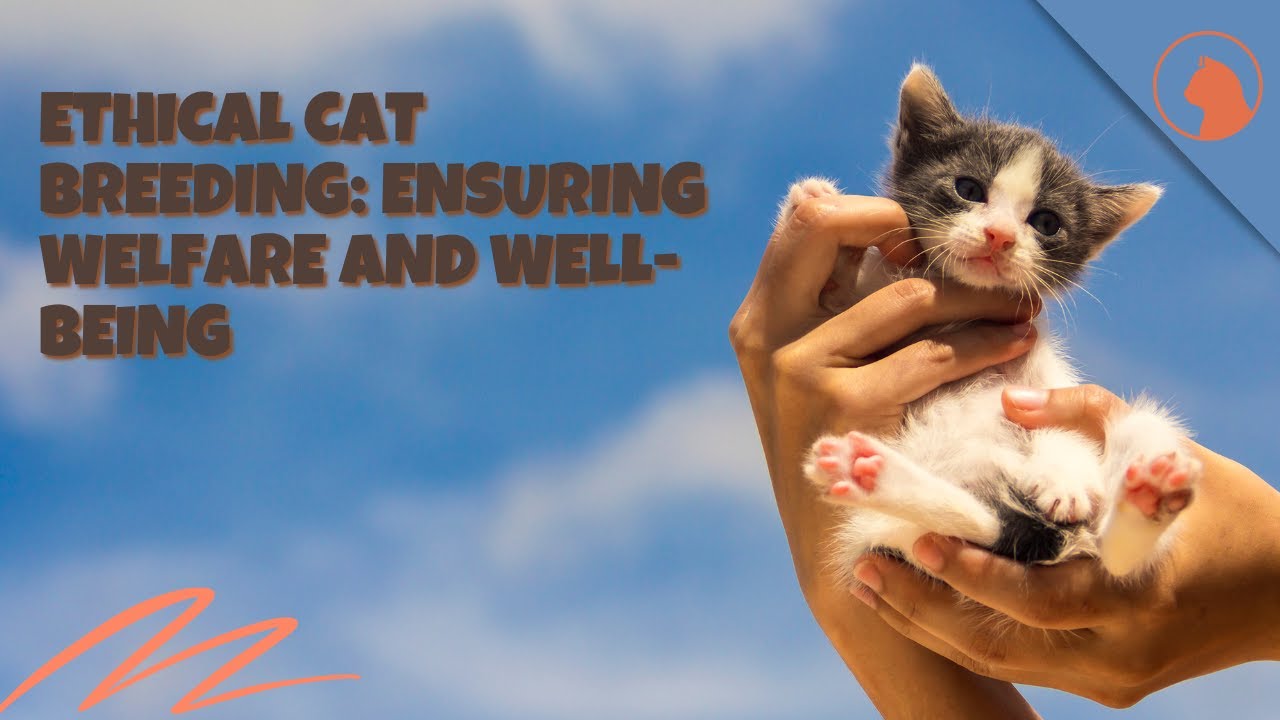 Ethical Cat Breeding Ensuring Welfare and Well Being