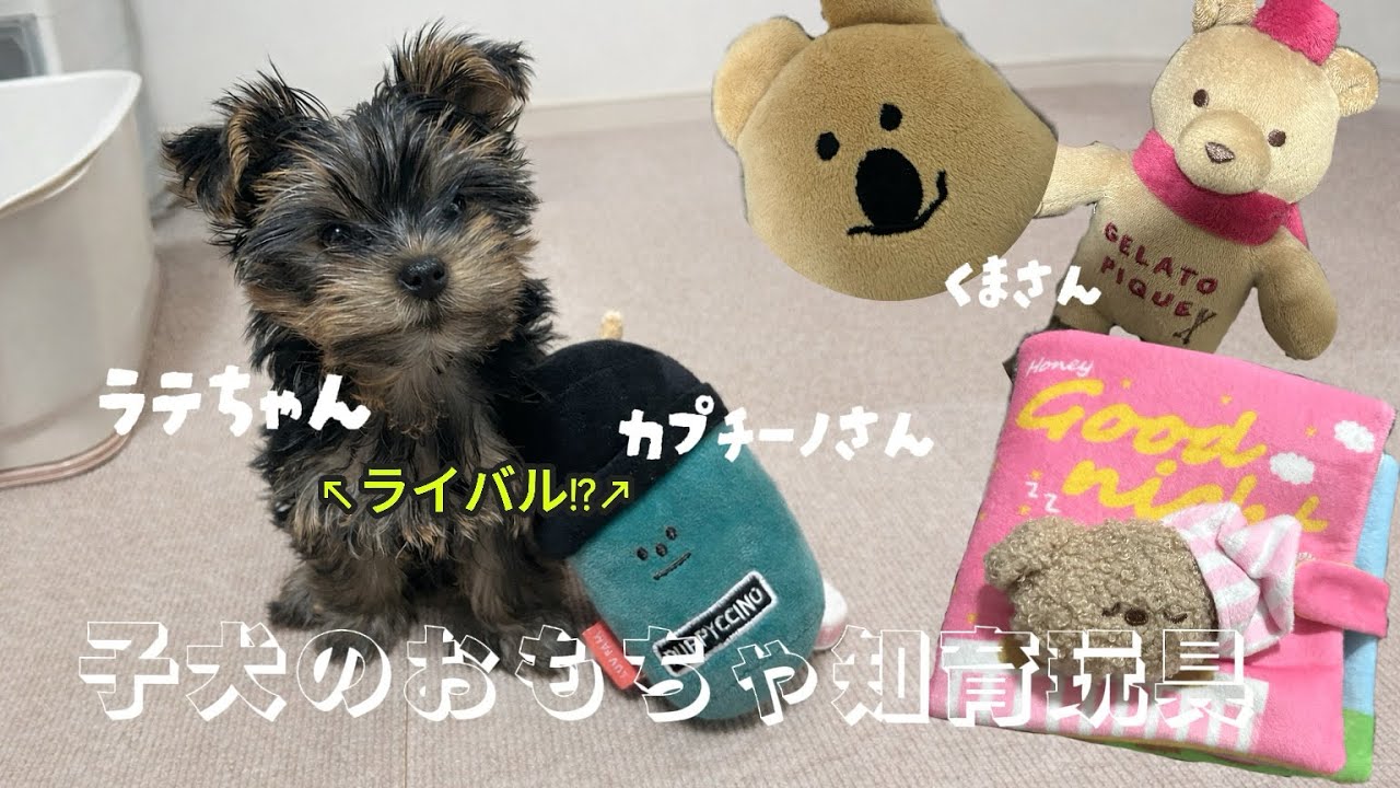 ラテちゃんのお気に入りおもちゃ達を紹介します！子犬おもちゃl 知育絵本🧸📚🤖