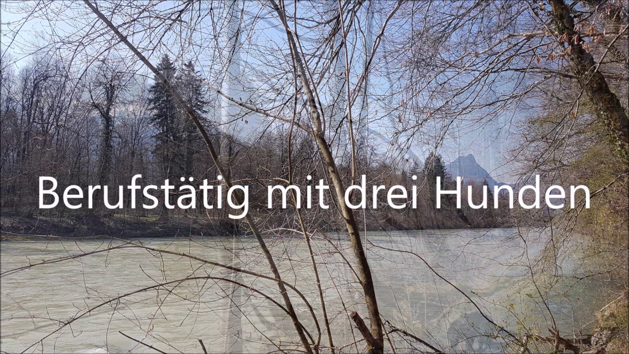 Berufst&auml;tig mit drei Hunden - geht das?