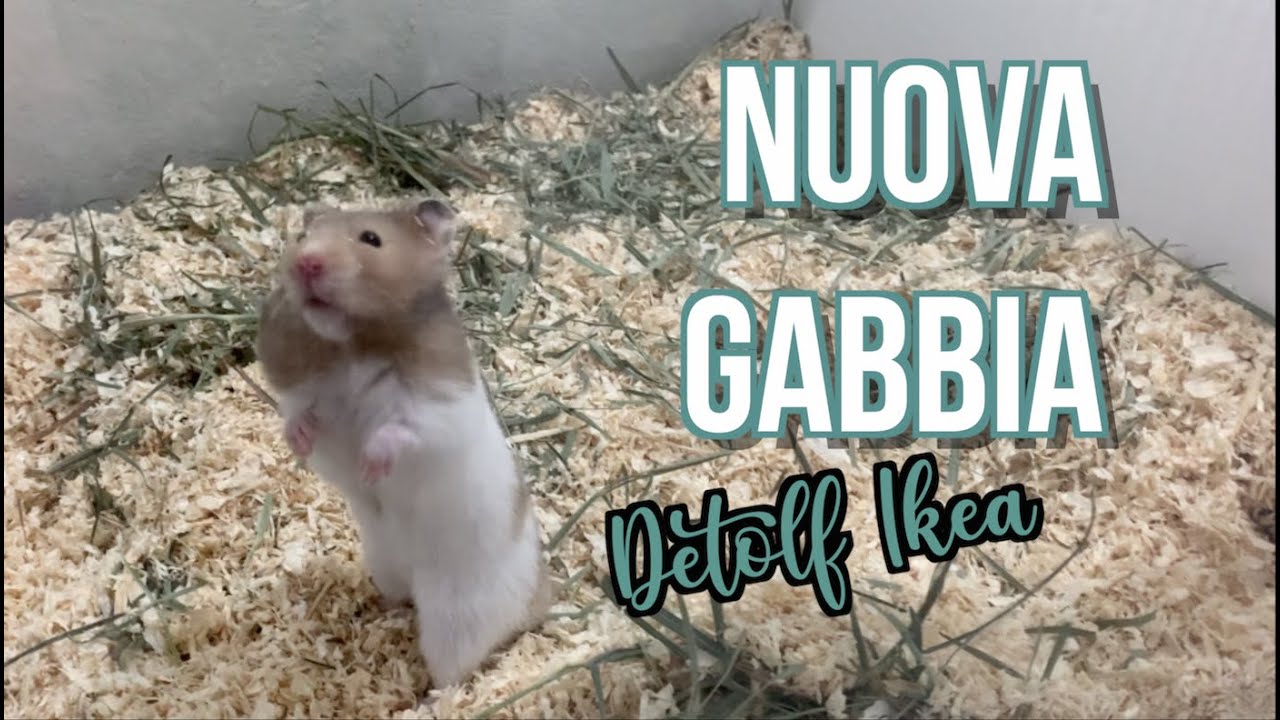 NUOVA GABBIA PER IL MIO CRICETO - Detolf Ikea