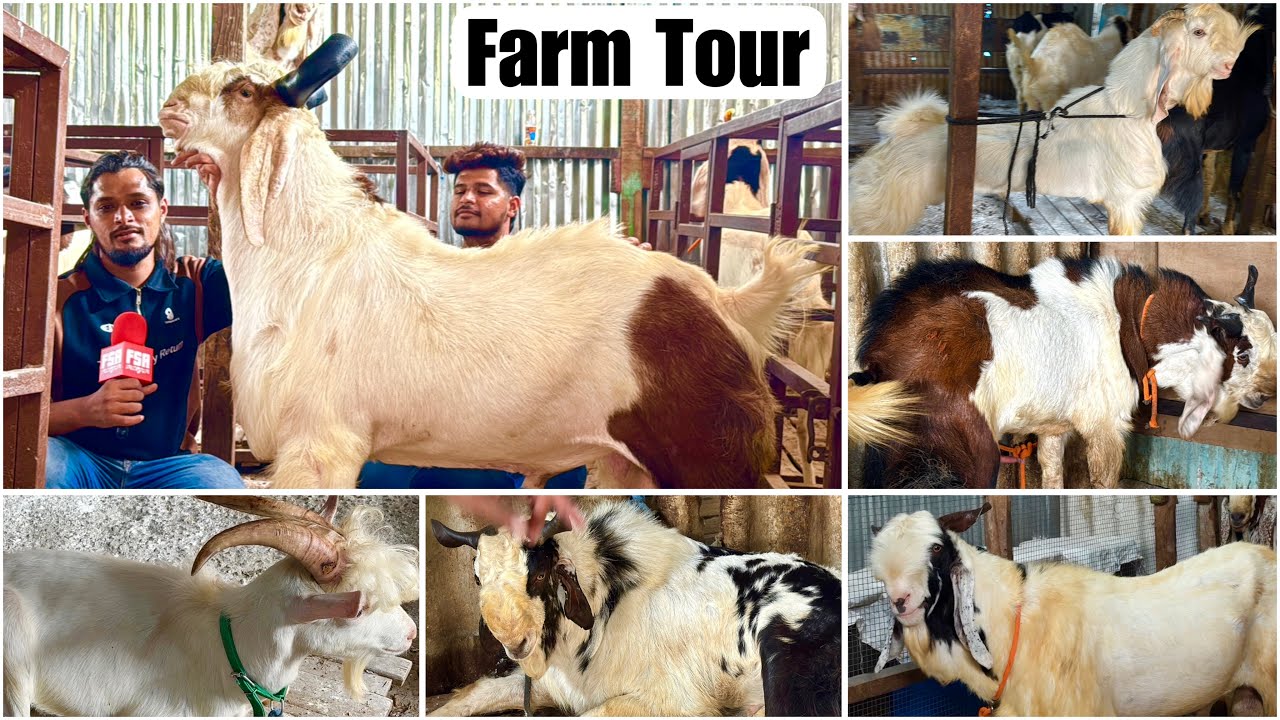 ZN Goat Farm, Trombay | Full Farm Tour