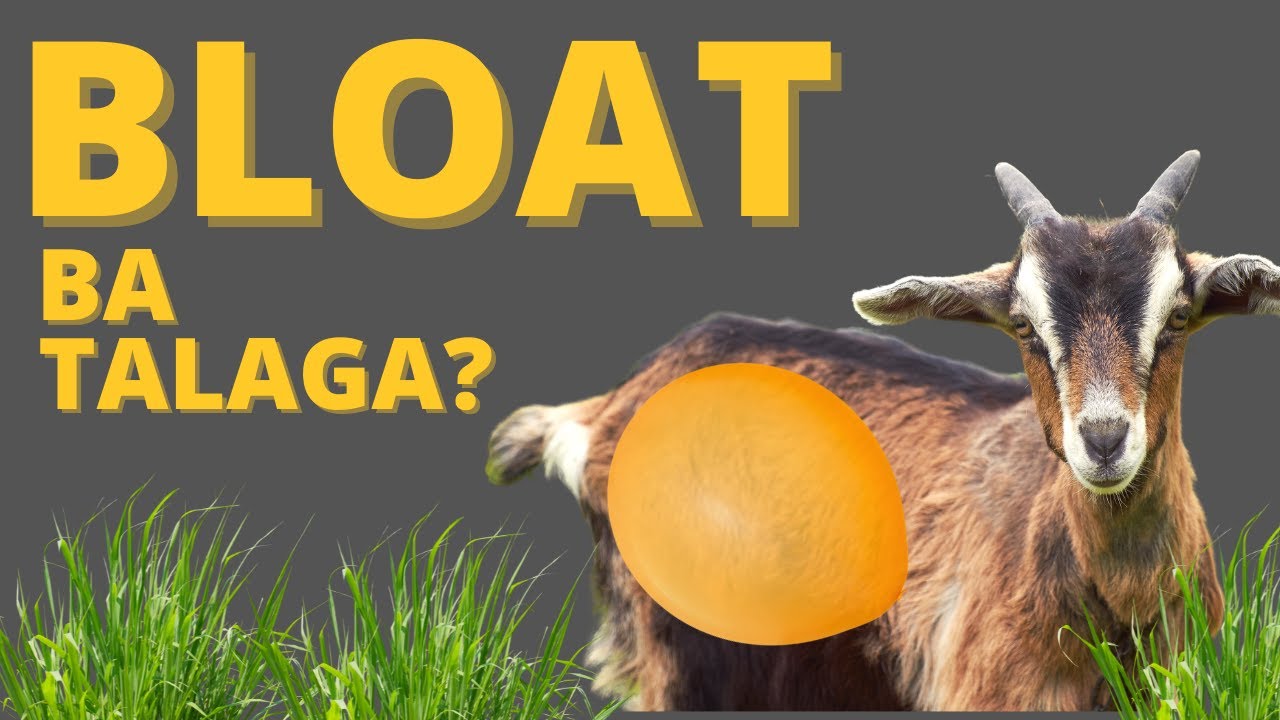 BLOATED BA TALAGA ANG KAMBING MO?