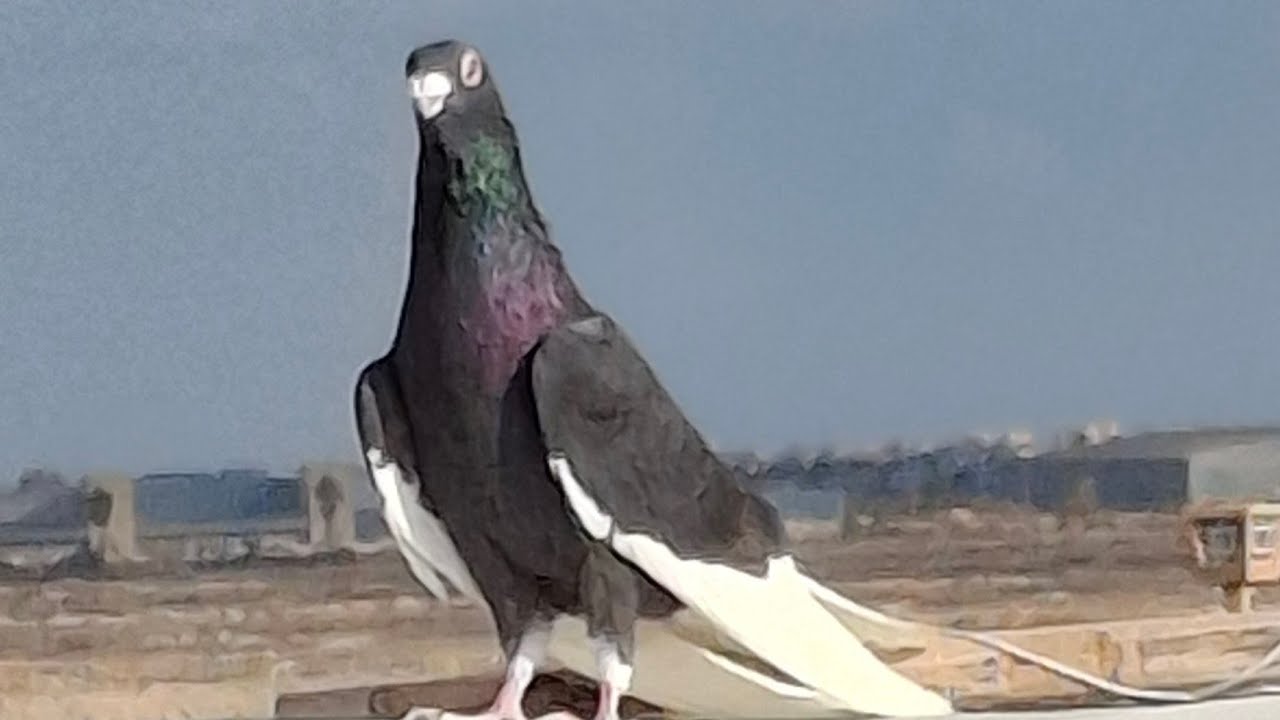 فتحنا على حمام الاوله وخدنا مع اسلام السيسي