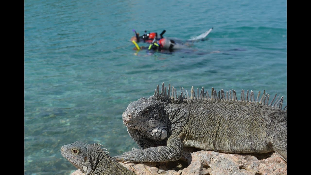 Diving in Curacao with Lion's Dive Hotel and Ocean Encounters....