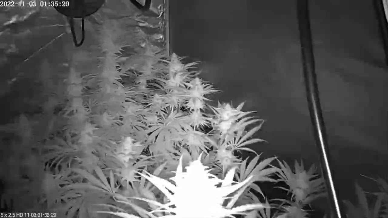 TIMELAPSE  - Wake and Bake Collection - Pure Breeding - KLC and BC - full grow