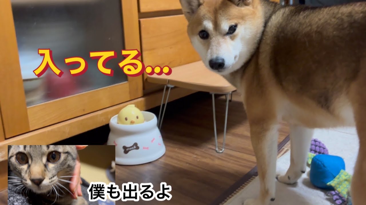 また取れない場所に行ったと訴える柴犬の美柚と健康プチ雑学「犬の鼻が気付く床・て・服の成分」
