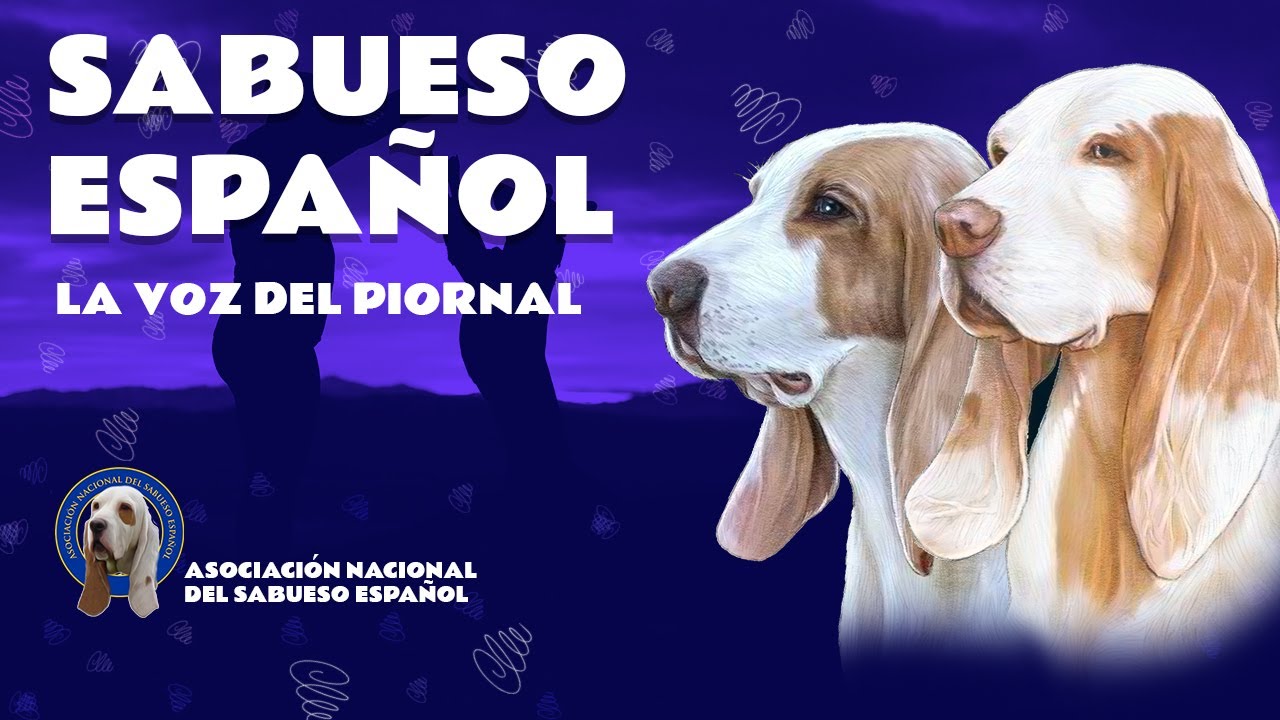 Seminario de Sabueso Español organizado por ANSE (Asociación Nacional del Sabueso Español)