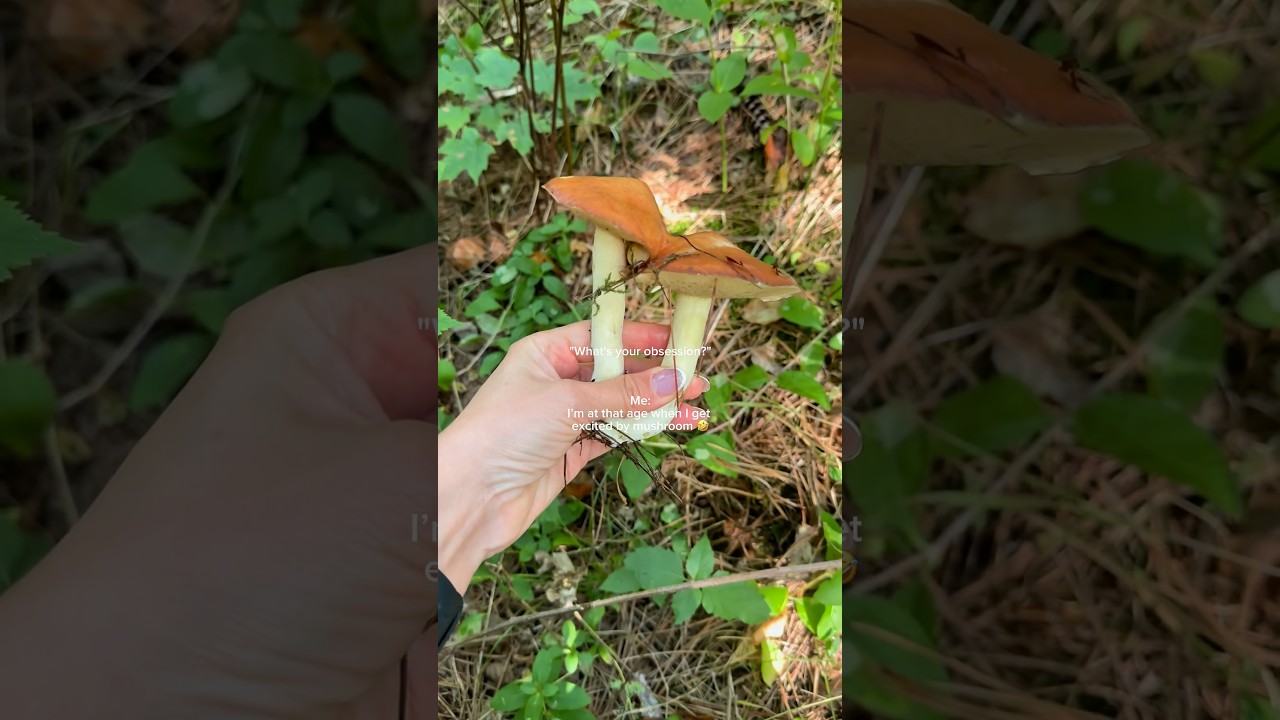 When mushrooms are the highlight of the hike. Cold days, warm summer memories.