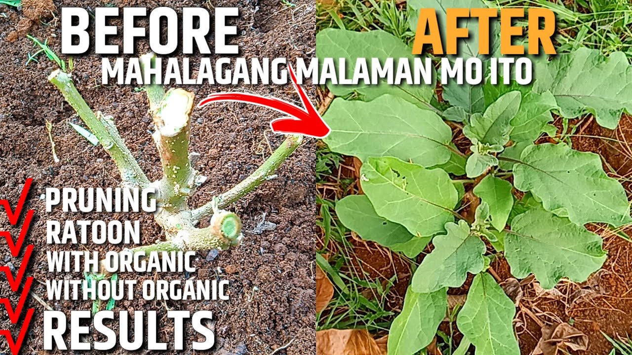 TALONG - KAIBAHAN NG PRUNING SA RATOON | D' GREEN THUMB