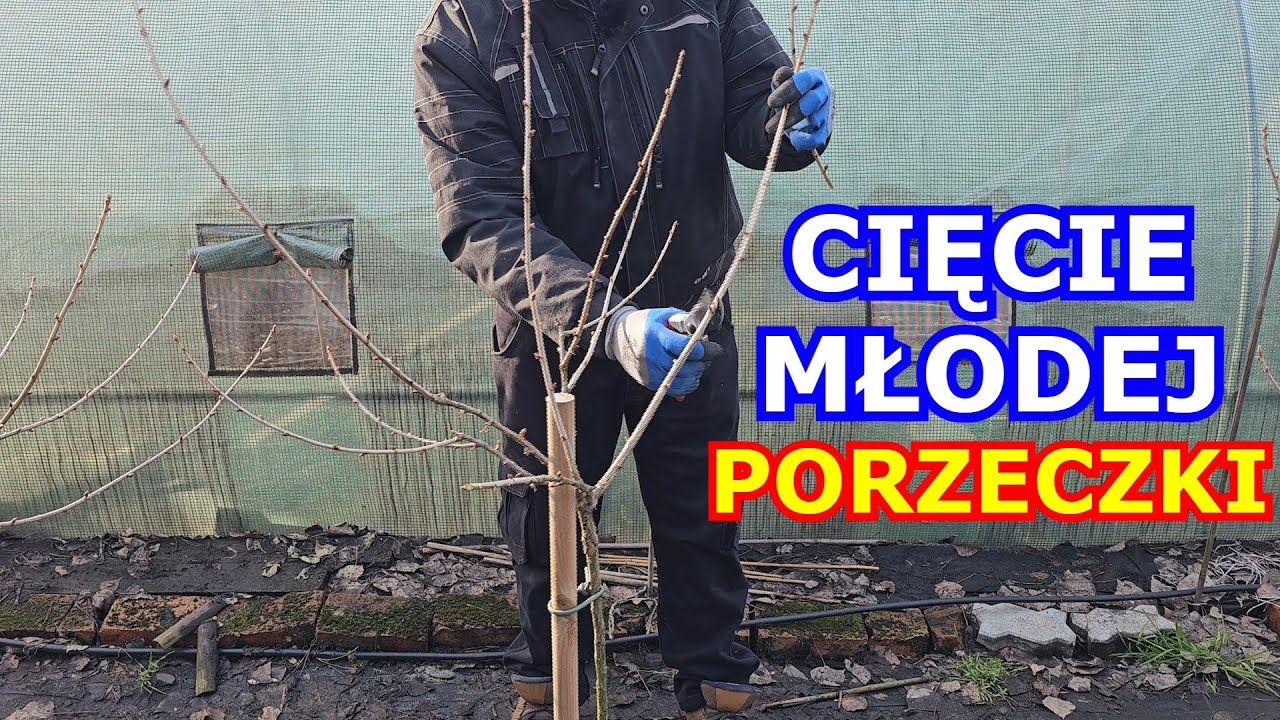 Cięcie młodej Porzeczki na Pniu. Porzeczka czarna, czerwona, biała Porzeczkoagrest cięcie amatorskie