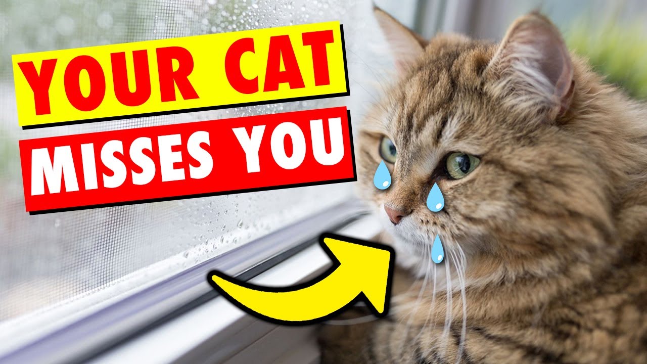 Does Your CAT Really Miss You When You’re Away?