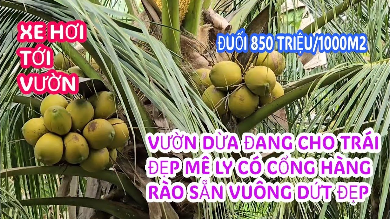 MS:25368 Vườn dừa giá ngộp tắt thở 850 triệu /1000m2 - Xe hơi tới đất gần nhựa 100m kế quốc lộ 1A.