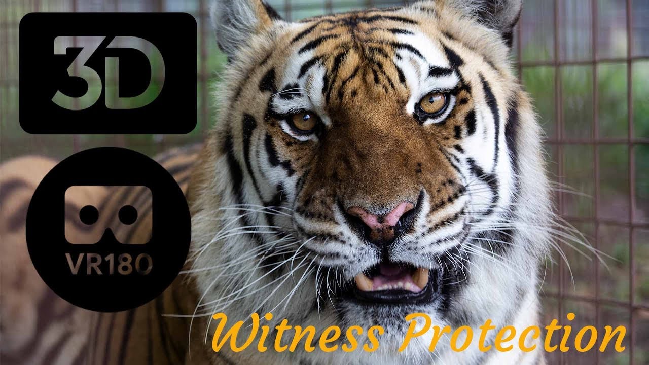 Big Cats On Witness Protection?  In 3D