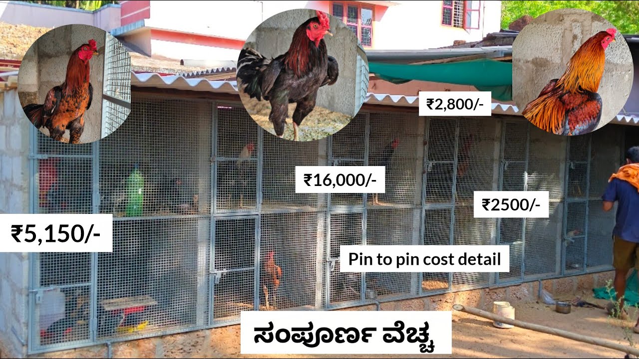 ಅಂಕದ ಕೋಳಿ Set Complete Setup 🐓 | Ella Materials & Price Full Detail | Real Experience