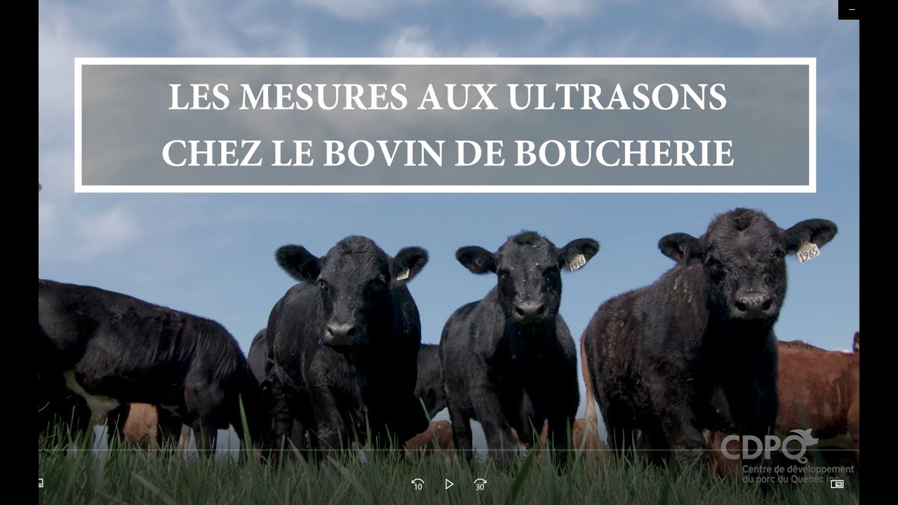 Les mesures aux ultrasons chez le bovin de boucherie
