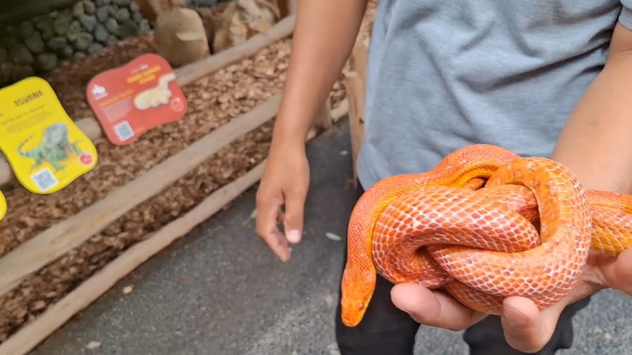 Bali Zoo Experience: Jalan Kaki di Antara Satwa🦧🐅🦓